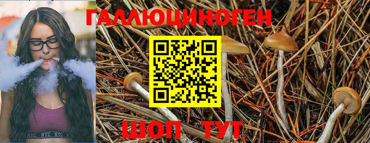 Псилоцибиновые грибы Psilocybine cubensis  Екатеринбург  как найти закладки  Псилоцибиновые грибы мицелий 